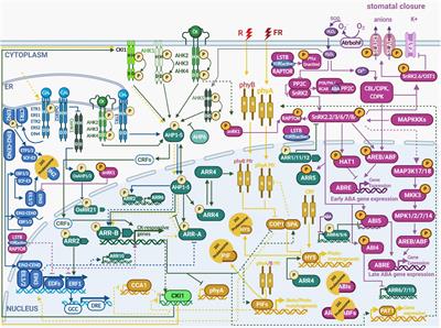 Signal Integration in Plant Abiotic Stress Responses via Multistep Phosphorelay Signaling